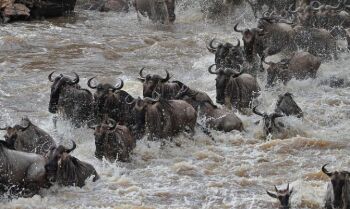 Crossing Maasai Mara And Serengeti 8N - 9D Tour