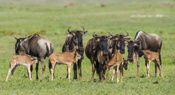 Ngorongoro Tour Packages