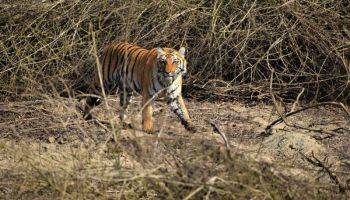 5 Days Corbett Wildlife Safari Tour Ex - Delhi