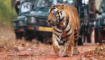 6 Nights 7 Days Madhya Pradesh Wildlife - Panna - Bandhavgarh And Kanha Tour