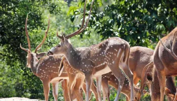 10 Nights 11 Days In Kasauli - Shimla - Dharamshala - Dalhousie - Manali Tour