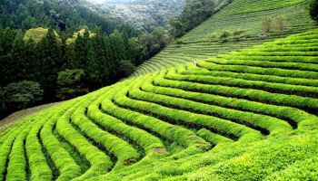 5N View Darjeeling - Kalimpong - Gangtok In Budget