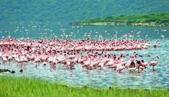 4N Kenya - Nairobi - Lake Nakuru National Park Heaven Of Flamingo