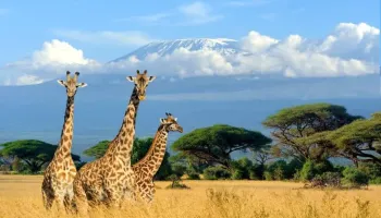 6N Kenya - Glimpse Of Mt - Kilimanjaro