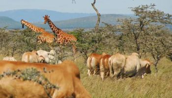 7N Kenya - Serena Safaris Tour