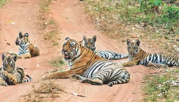 5 Nights - 6 Days Central India Wildlife Tour