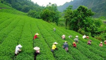 2N Awesome Munnar Tour