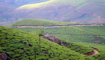 4N Kerala Tour - 3 Star Hotel