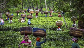 5N Kerala Visit Tour