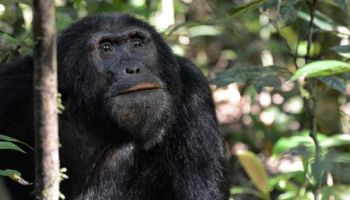 Fort Portal Tour Packages