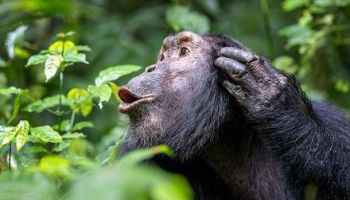 Fort Portal Tour Packages