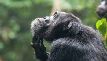 Fort Portal Tour Packages