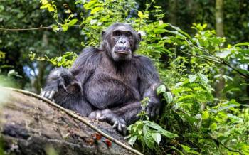 Fort Portal Tour Packages