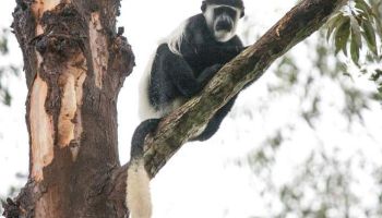 Fort Portal Tour Packages