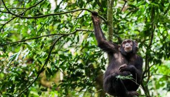 Fort Portal Tour Packages