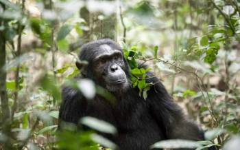 Fort Portal Tour Packages