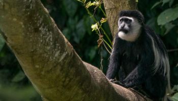 Fort Portal Tour Packages