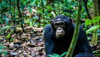 Fort Portal Tour Packages