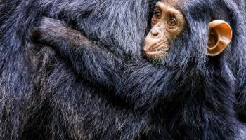 Chimpanzee Tracking in Kibale National Park