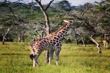 Kampala Tour Packages