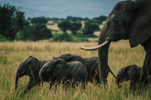 Kasese Tour Packages