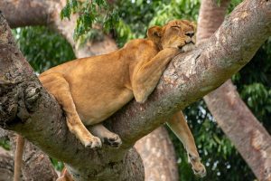 Kasese Tour Packages