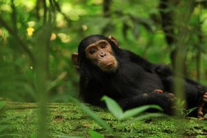 11 Day Uganda Primates - Big Five And Night Game Drive Safari Tour