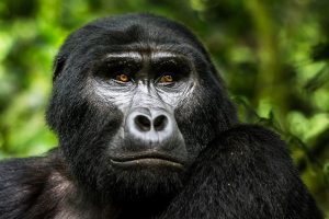 2-Day Gorilla Tracking Budget Tour