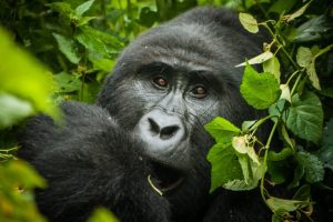 Kigali Tour Packages