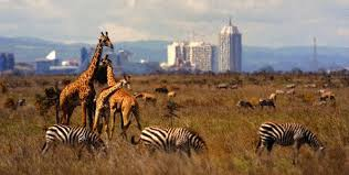 Nairobi City - Wildlife Tour