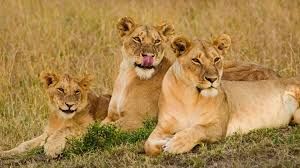 The Classic Maasai Mara Safari Tour