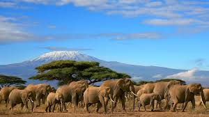 3 Days The Kilimanjaro Backdrop - Amboseli National Park Tour