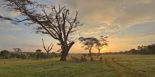 Laikipia Conservancy - Ol Pejeta - Conservation Focused Tour