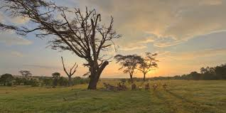 Laikipia Conservancy - Ol Pejeta - Conservation Focused Tour