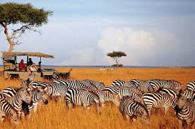Maasai Mara - Lake Nakuru - The Birdwatcher's Paradise Tour