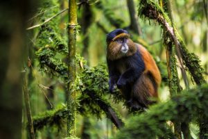 Kigali Tour Packages