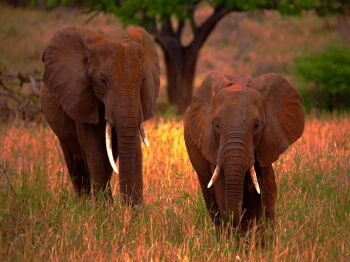 5 Days Mid-Range Tanzania Safari Tour