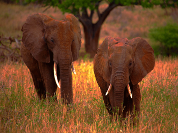 5 Days Mid-Range Tanzania Safari Tour