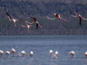 5 Days Kenya Safari Tour