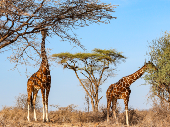 7 Day Tour Of Kenyan Parks