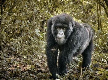 9 Days Congo Brazzaville Tour