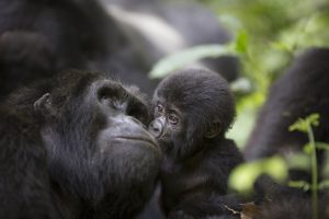 Kanungu Tour Packages