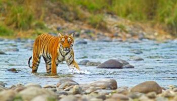 4N Corbett Wildlife Safari Tour Ex - Delhi