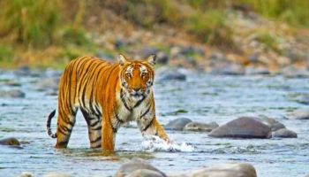 2 Night Jim Corbett Tour Package