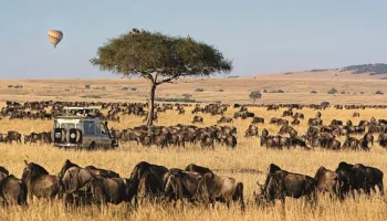 Mind Range 11 Days Kenya - Tanzania Safari Tour