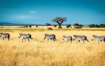 Arusha Tour Packages
