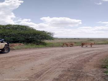 9 nights 10 days Kenya safari