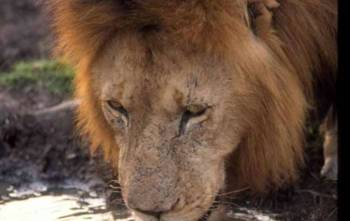 5-Day Naivasha - Lake Nakuru And Masai Mara Safari Tour