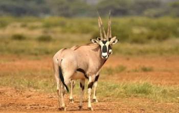 6Day Go Kenya Safari-The Famous Masai Mara And Samburu Tour