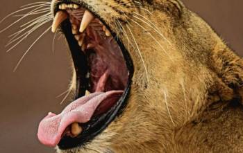 7Day Amboseli - Naivasha - Hells Gate - Nakuru - Masai Mara Tour